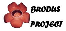 Brodus Project Co., Ltd